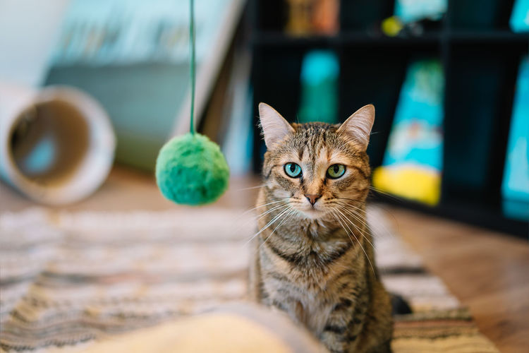 Close-up portrait of tabby cat and toy in room