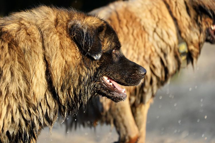 Close-up of dog