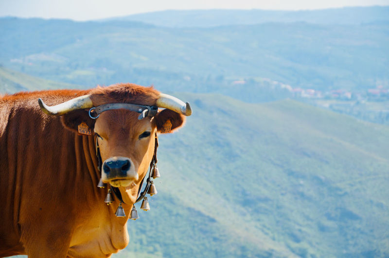 Portrait of a cow on a mountain