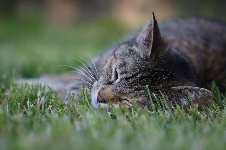 Close-up of a cat resting on field