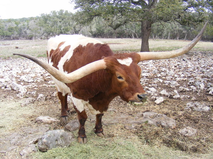 Texas longhorn brown cattle looking away