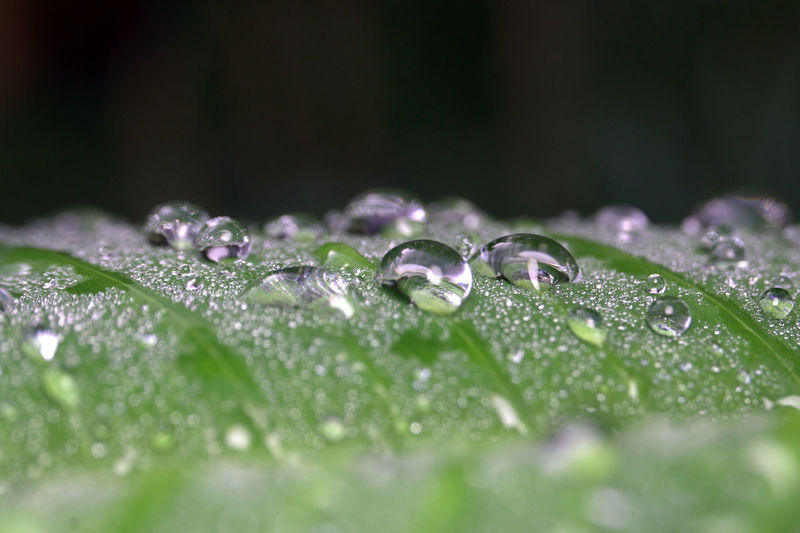 Close-up of water drops on leaves during rainy season