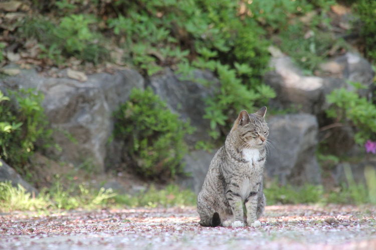 Cat on stone wall in the park
