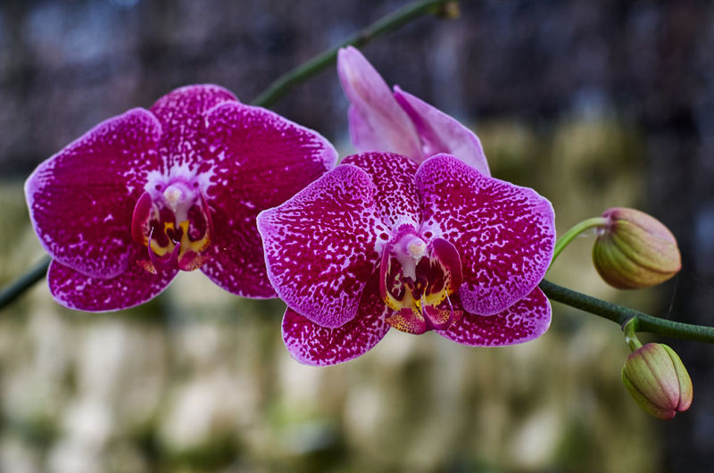 Close-up the purple petal orchid