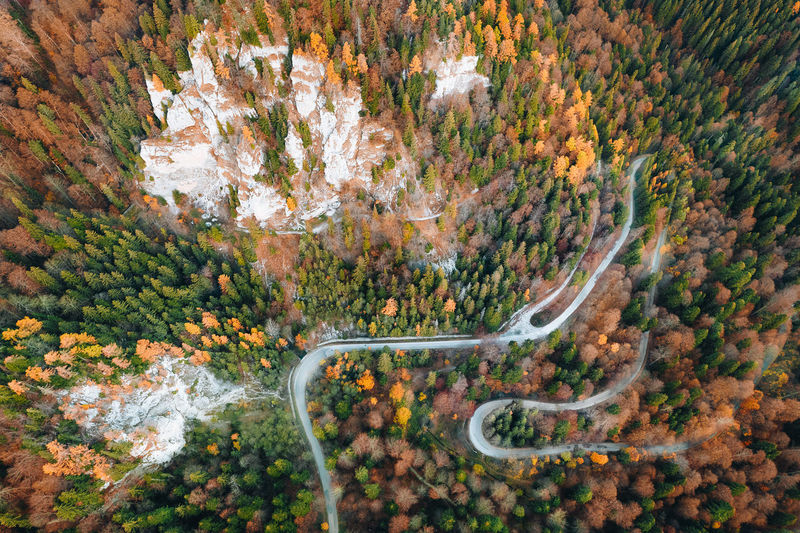 High angle view of road amidst trees