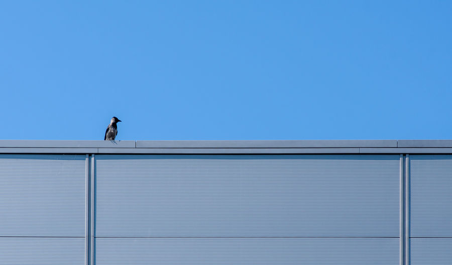 Low angle view of bird against building against clear blue sky