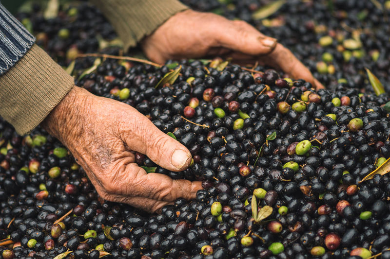 Green and black bio ripe olives to makeolive oil in wrinkled hands of an old farmer