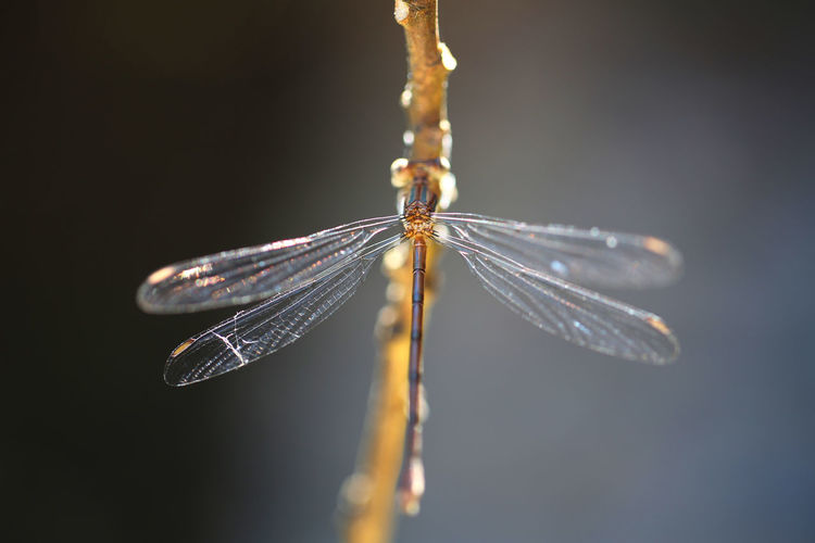 Close-up of dragonfly on plant stem