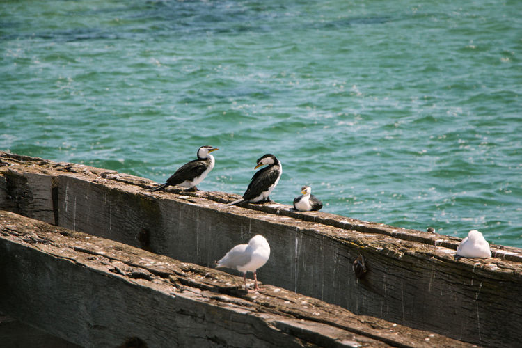 Seagulls perching on wood by sea