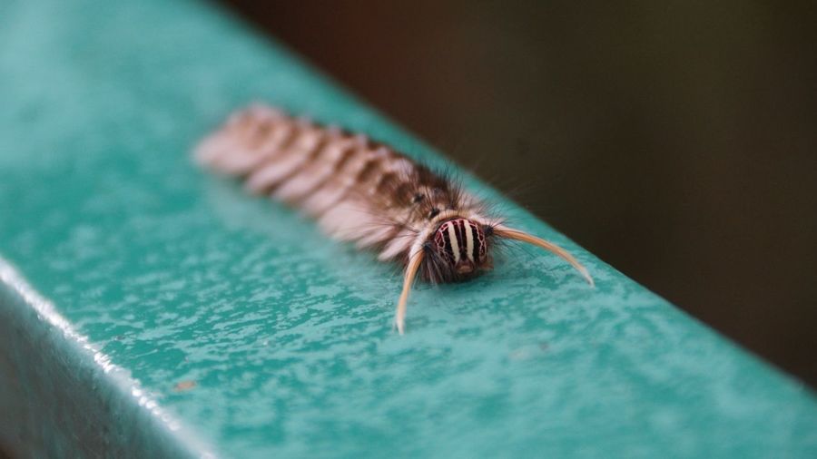 Close-up of insect on railing