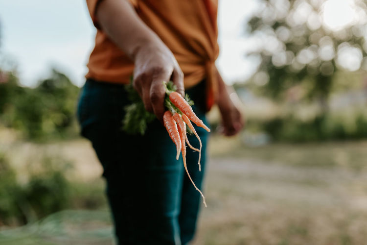 Midsection of woman holding fresh 
 carrots on field