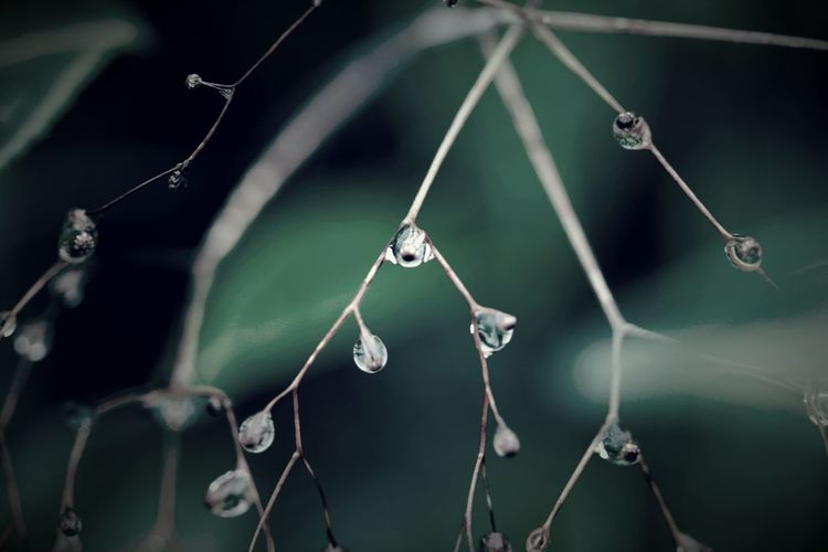 Close-up of water drops on stems