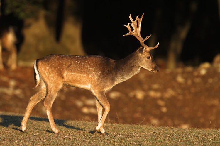 Deer grazing in brijuni national park