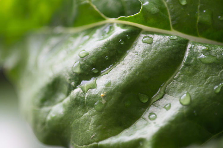 Close-up of fresh spinach with drops