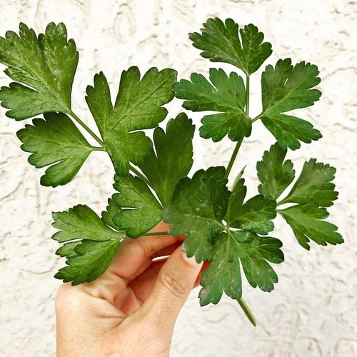 Midsection of woman holding leaf