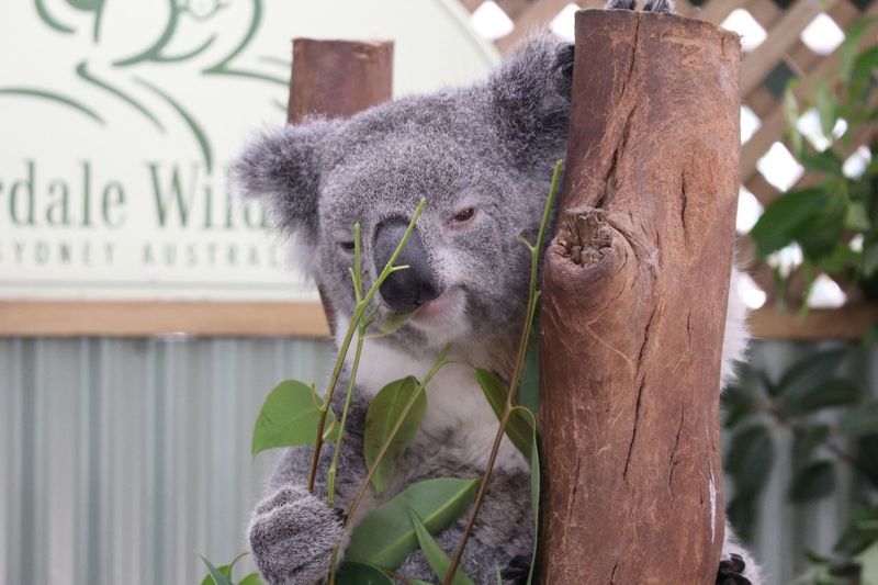 Close-up of koala