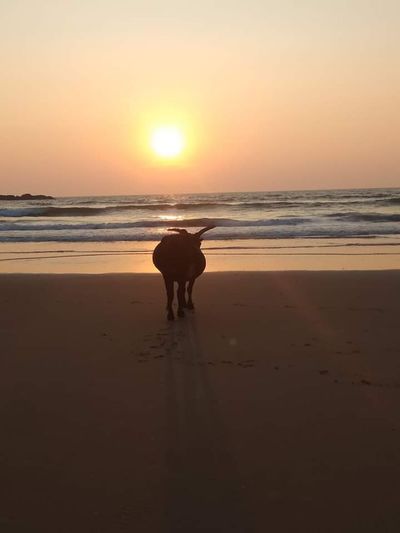 Full length of a horse on beach at sunset