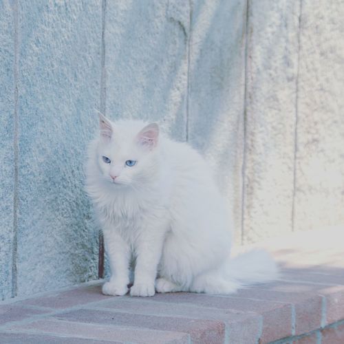 Portrait of white cat sitting on wall