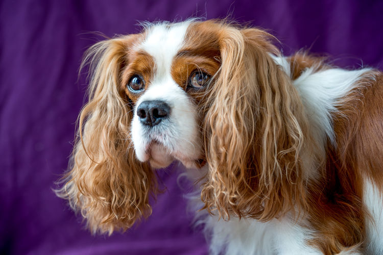 Close-up of puppy against purple textile