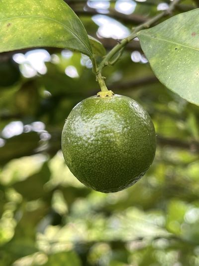 Close-up of fruits hanging on tree
