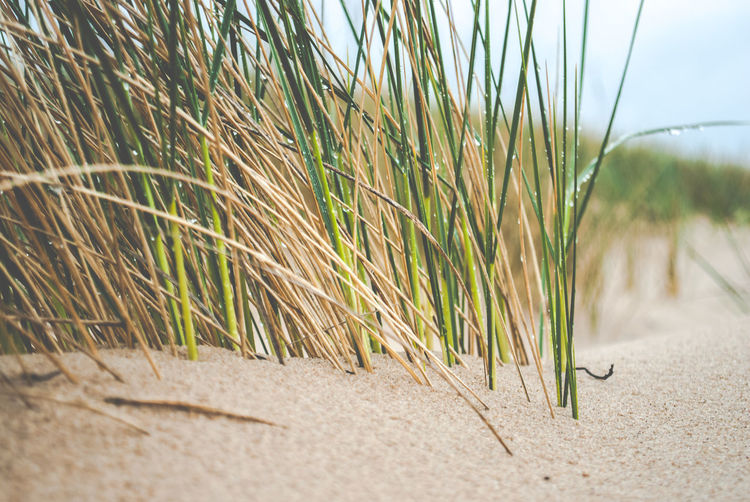 Close-up of marram grass on beach against sky