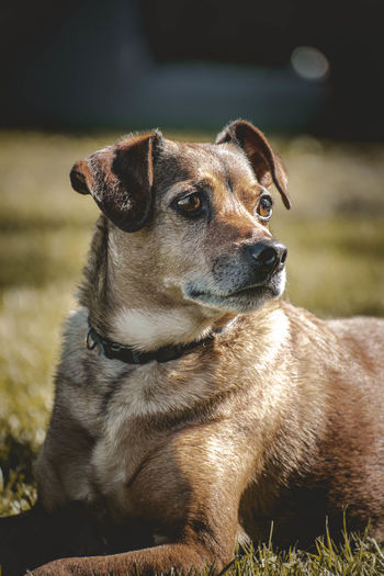 Close-up of dog looking away