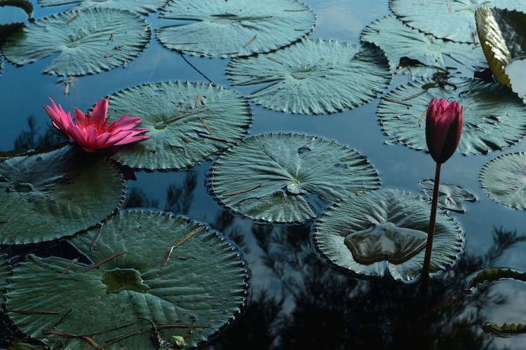 Close-up of lotus in lake