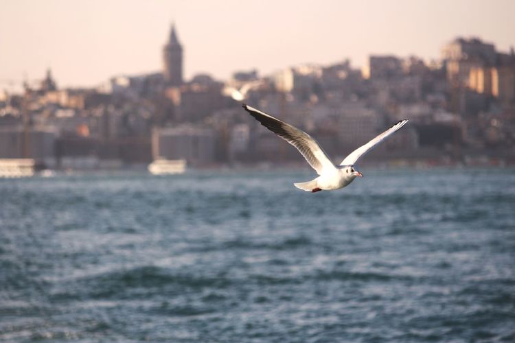 Seagull flying over galata tower and karaköy 