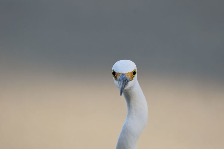 Portrait of heron against sky
