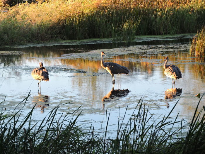 Sarus cranes in pond during sunset