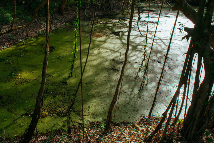 nature