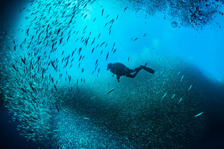 Scuba divers swimming in between school of fish undersea