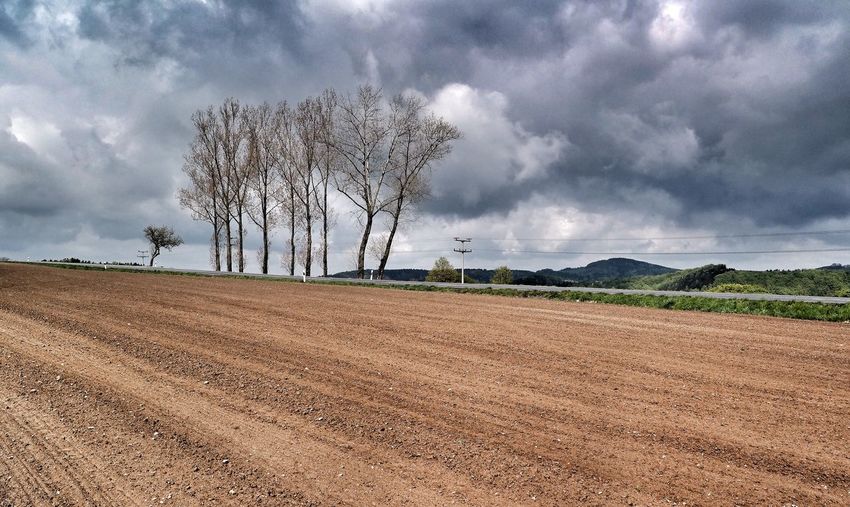 Trees at plowed field