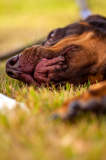 Close-up of dog relaxing on field