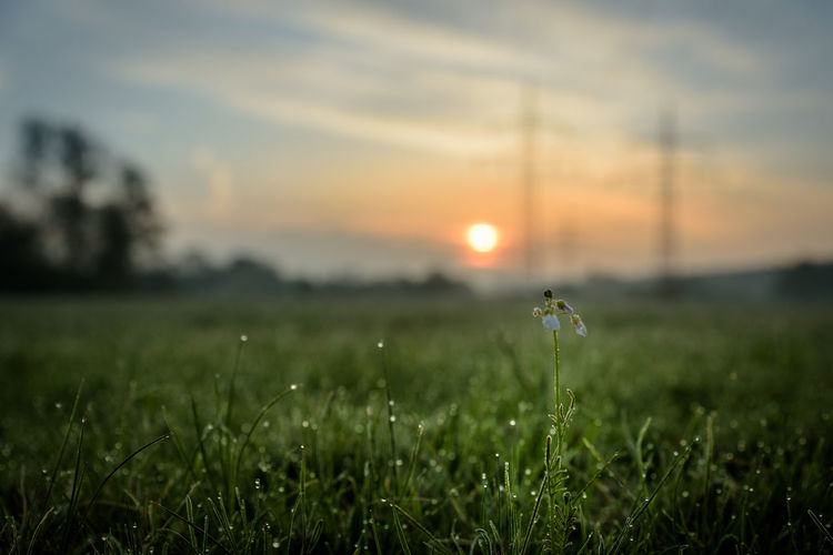 Close-up of insect on grass at field against sky