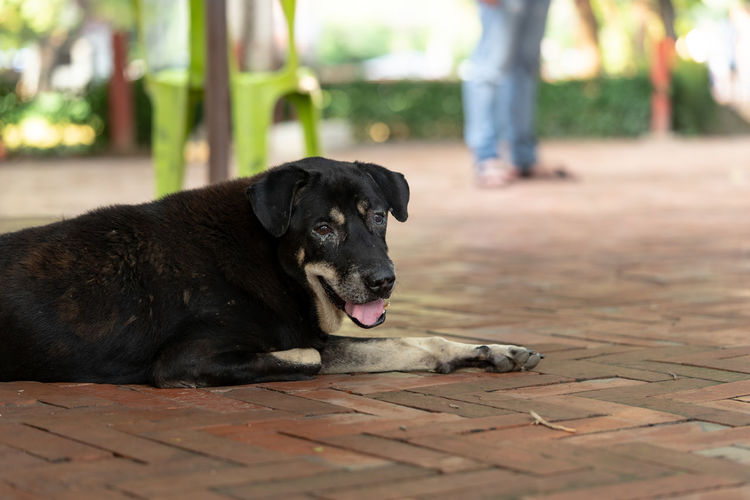 Portrait of dog lying on footpath