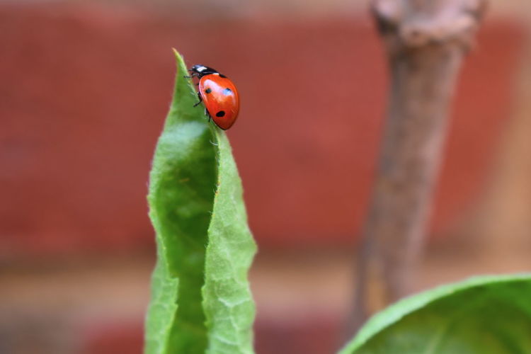 Ladybirds are spotted with short legs and antennae ladybugs have plant eating insects saving crops