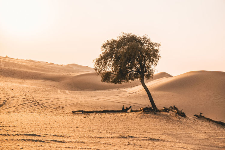Tree in desert against clear sky