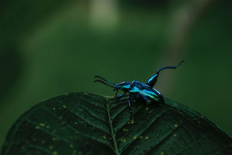 Blue metalic bug
