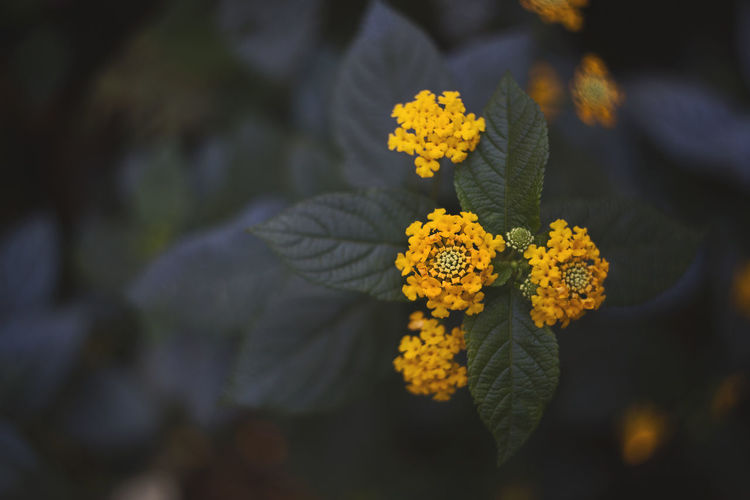 Close-up of lantana camara growing on plant 