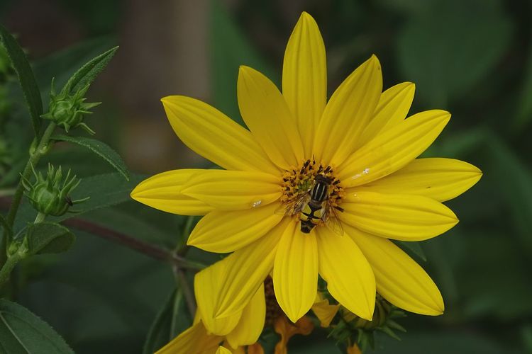 Close-up of insect on yellow flower