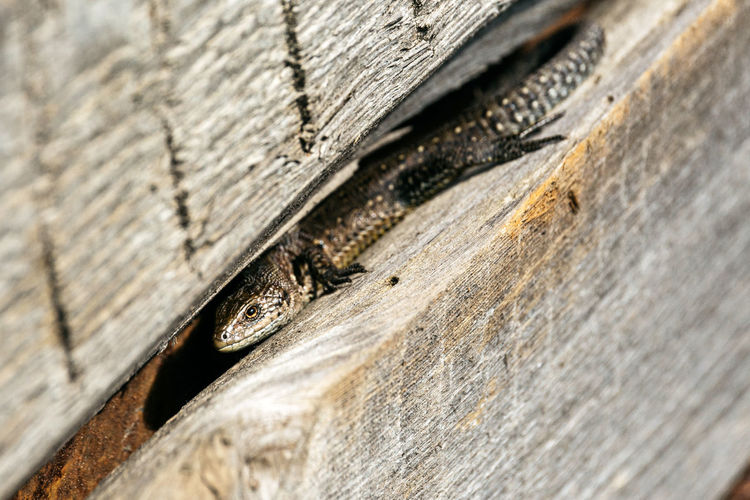 Brown lizards in the boards in summer