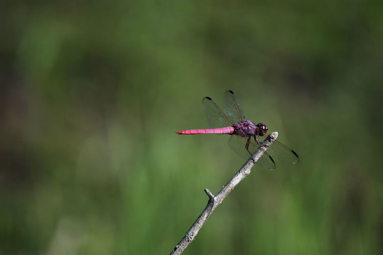 Close-up of dragonfly perching on plant