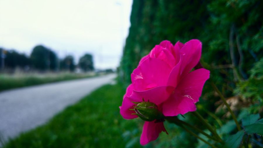 Close-up of pink flower blooming against sky