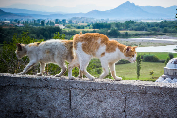 Cats walking on retaining wall