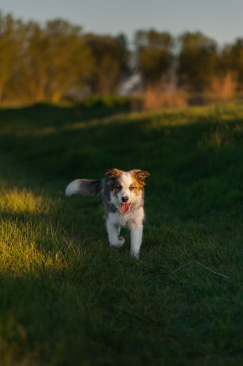 Dog playing in the grass at sunset.