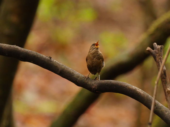 Close-up of bird perching on branch