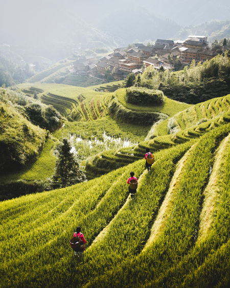 From above of rice terraces with green plants and workers with small city under fog on slope of hill in longsheng, china