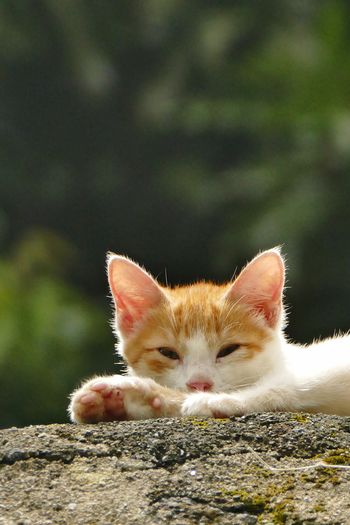 Close-up portrait of kitten on rock
