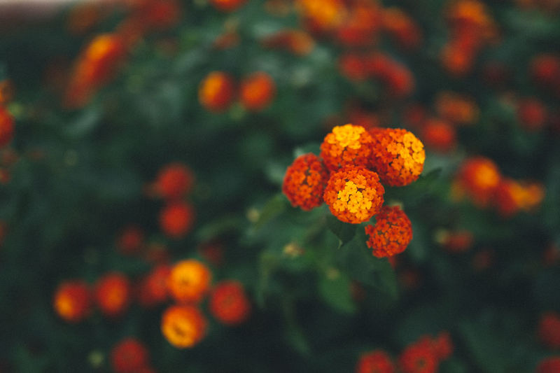 Close-up of orange marigold blooming outdoors
